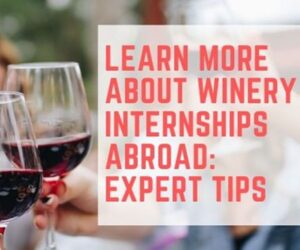 bout winery internships abroad in South America