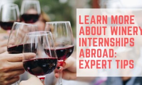 Learn more about winery internships abroad in South America