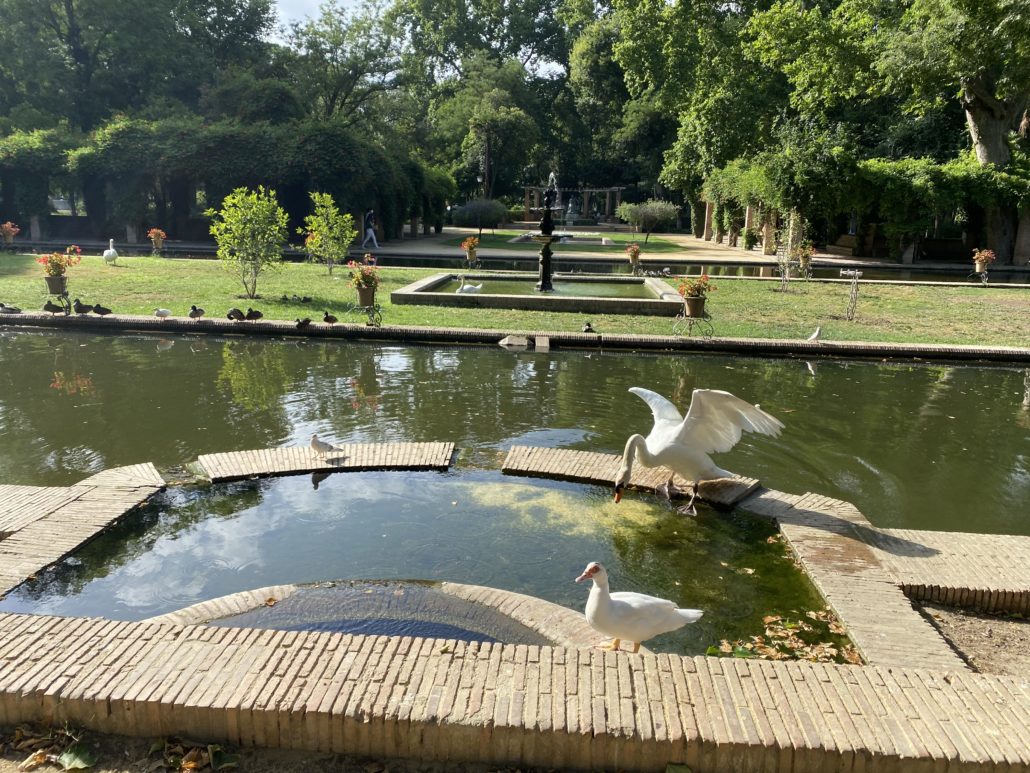 Bird in Parque de Maria Luisa in Seville