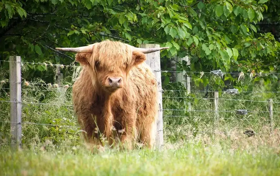 Cow - summer in scotland