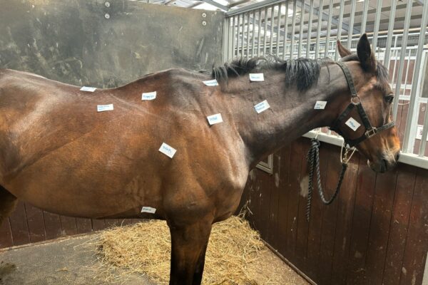 Equine Horse Study Equine Horse Study