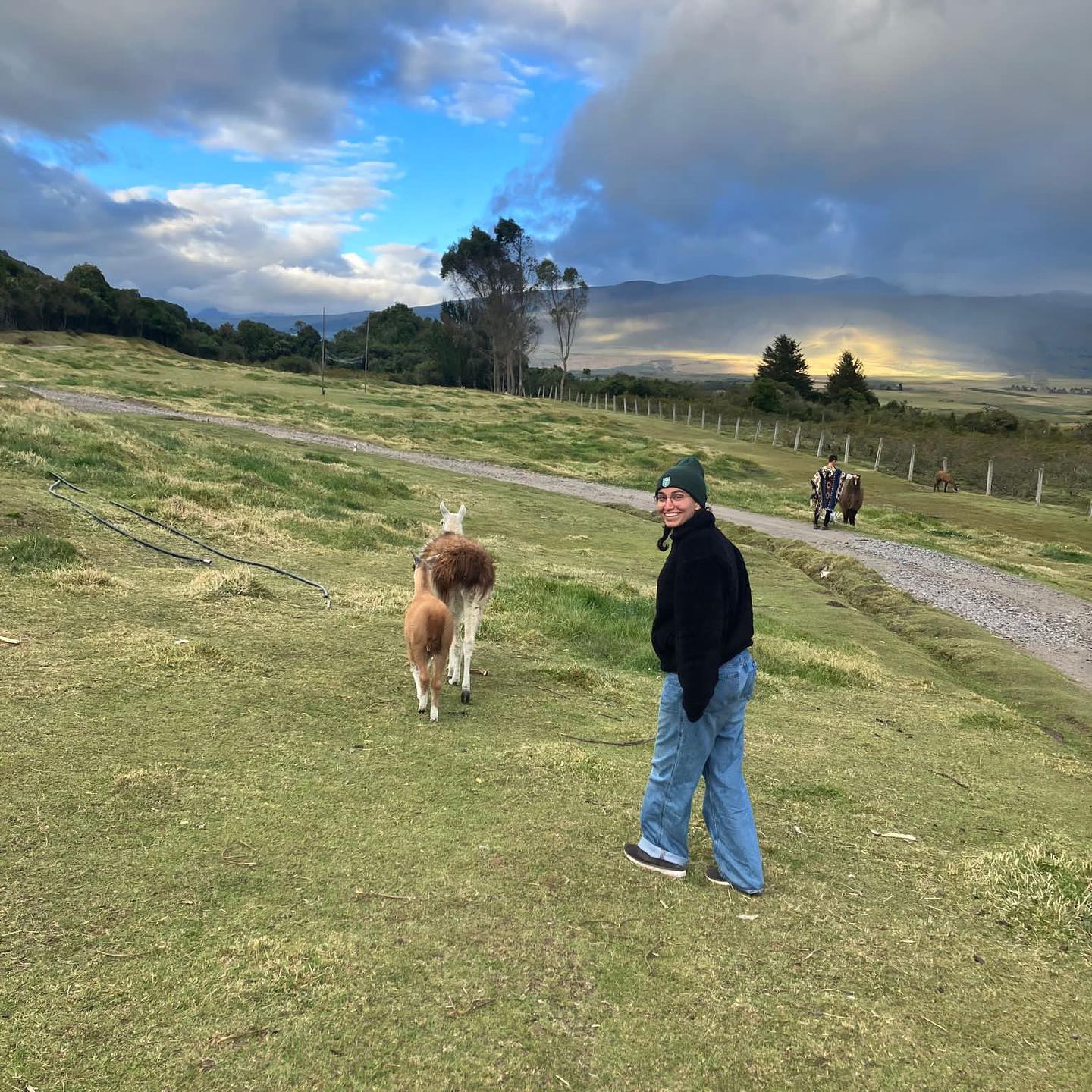 Person walking with llamas in a grassy field with mountains behind.